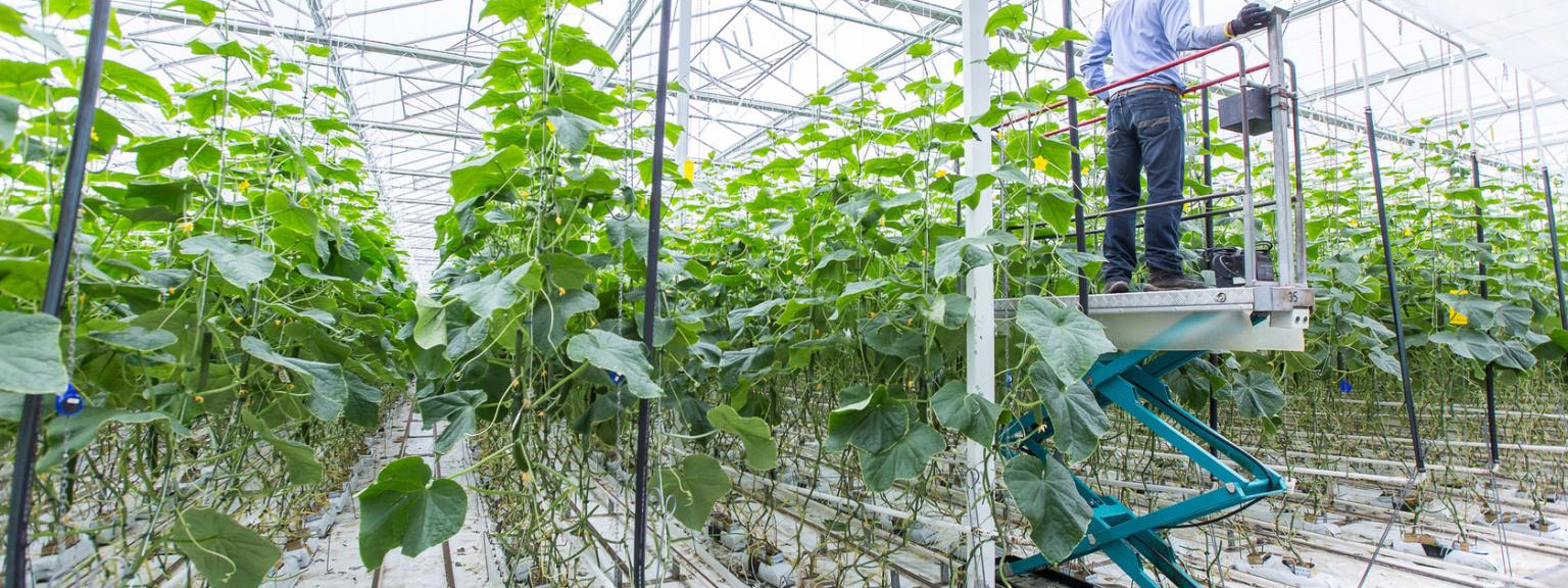 A man works in a vertical farm