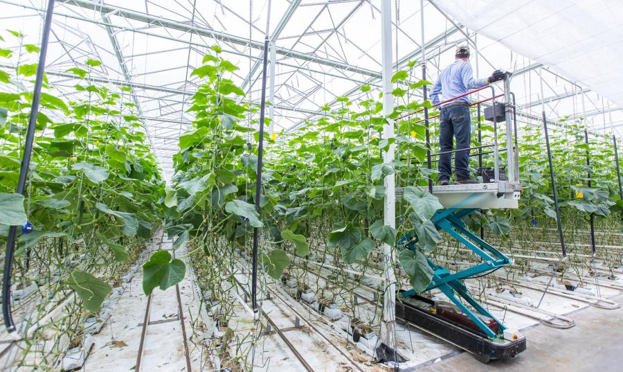 A man works in a vertical farm