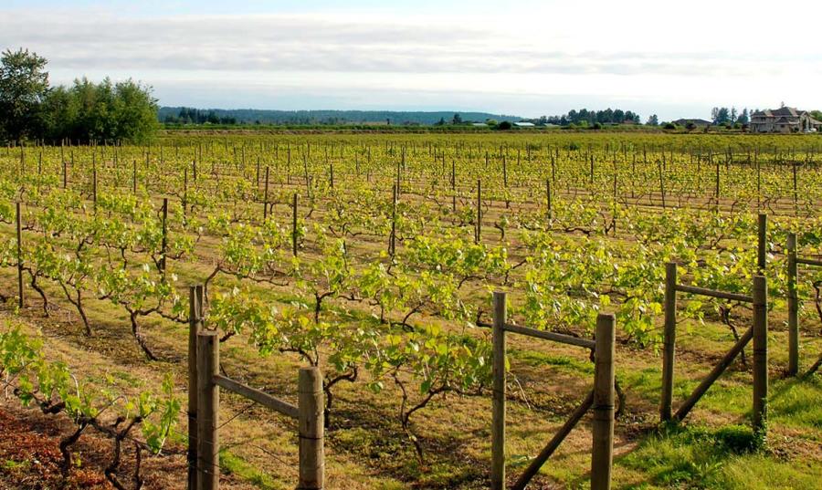 a field with crops in rows